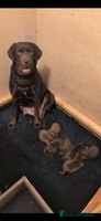 Labrador Retriever dogs Chocolate Labrador puppies ready now - Advert 14