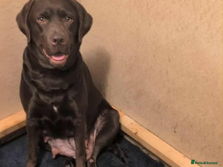 Labrador Retriever dogs - Advert 6