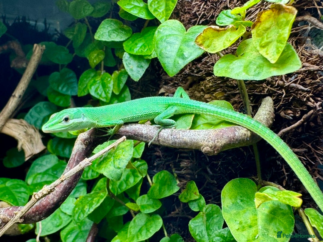 Lizard reptiles for sale: Sakishima Grass Lizards (Takydromus dorsalis) - Image 2