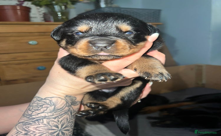 Rottweiler dogs - Advert 8