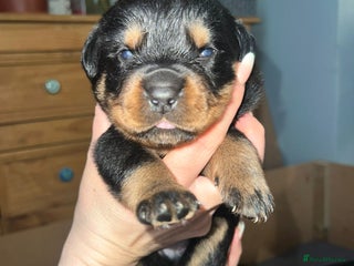 Rottweiler dogs - Advert 6