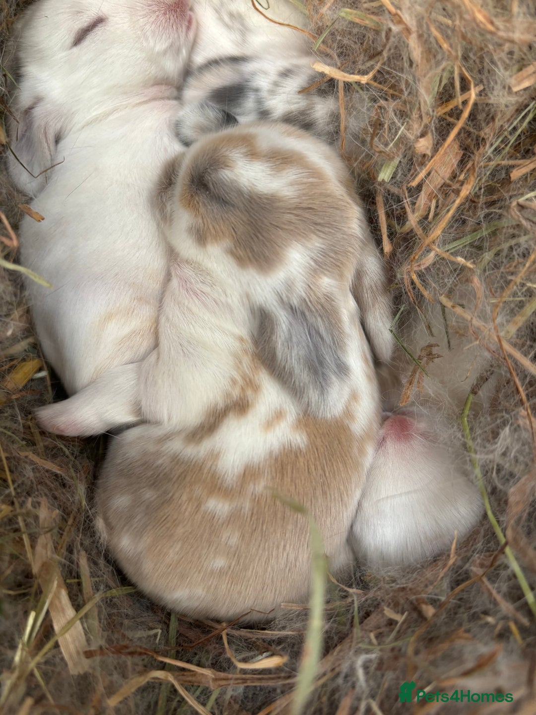 Mini Lop rabbits for sale: Mini Lop Butterfly new born bunnies  - Advert 30