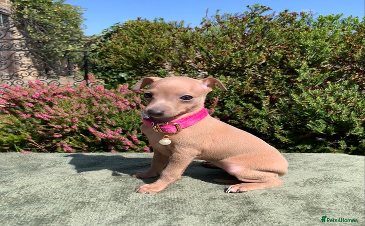 Italian Greyhound dogs - Advert 4