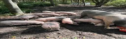 Pig livestock for sale: Saddleback x Welsh Weaners piglets  - Advert 2