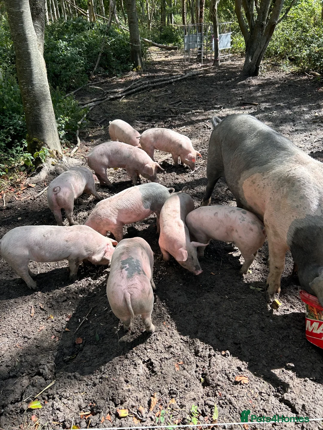 Pig livestock for sale: Saddleback x Welsh Weaners piglets  - Advert 2