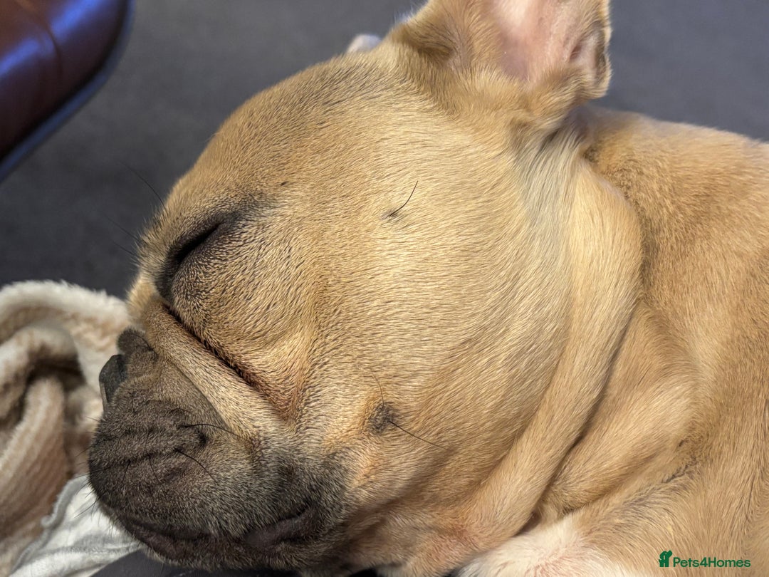 French Bulldog dogs for sale: Girl French bulldog 3 yrs  - Image 3