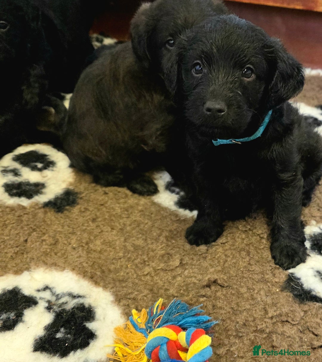 Labradoodle dogs for sale: Gorgeous Labradoodles - Image 7