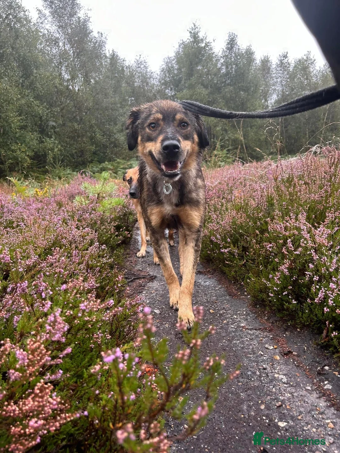 Mixed Breed dogs for adoption: Hovis - Norwich Norfolk  in Norwich - Advert 26