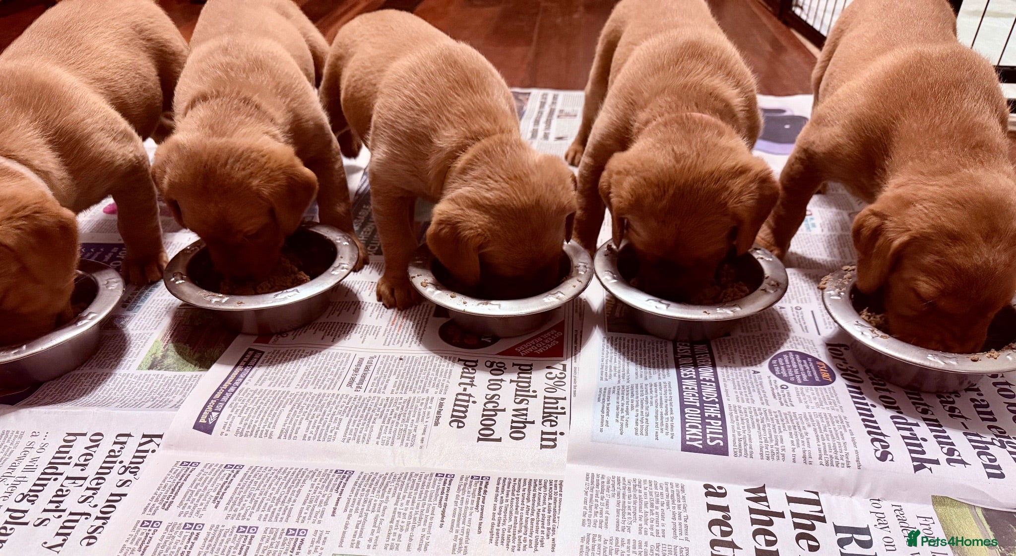 Labrador Retriever dogs KC Registered Labrador Puppies (fox red)  - Advert 9