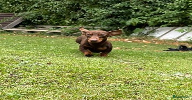 Miniature Dachshund dogs - Advert 13