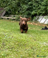 Miniature Dachshund dogs - Advert 13