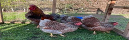 Chickens poultry for sale: Large Fowl and Bantam Hatching Eggs - Advert 12