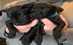 Patterdale Terrier dogs for sale: Patterdale puppies  - Image 5