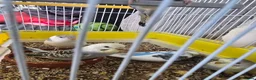 Budgerigars birds for sale: Baby Budgies - Advert 7