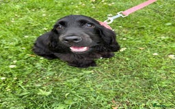 Cocker Spaniel dogs for sale: Stunning KC all black show cocker puppy - Image 1