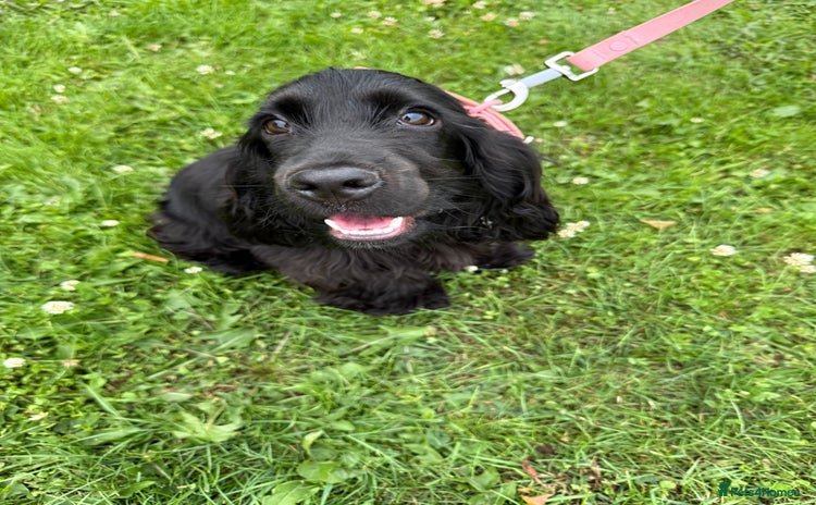 Cocker Spaniel dogs - Advert 13