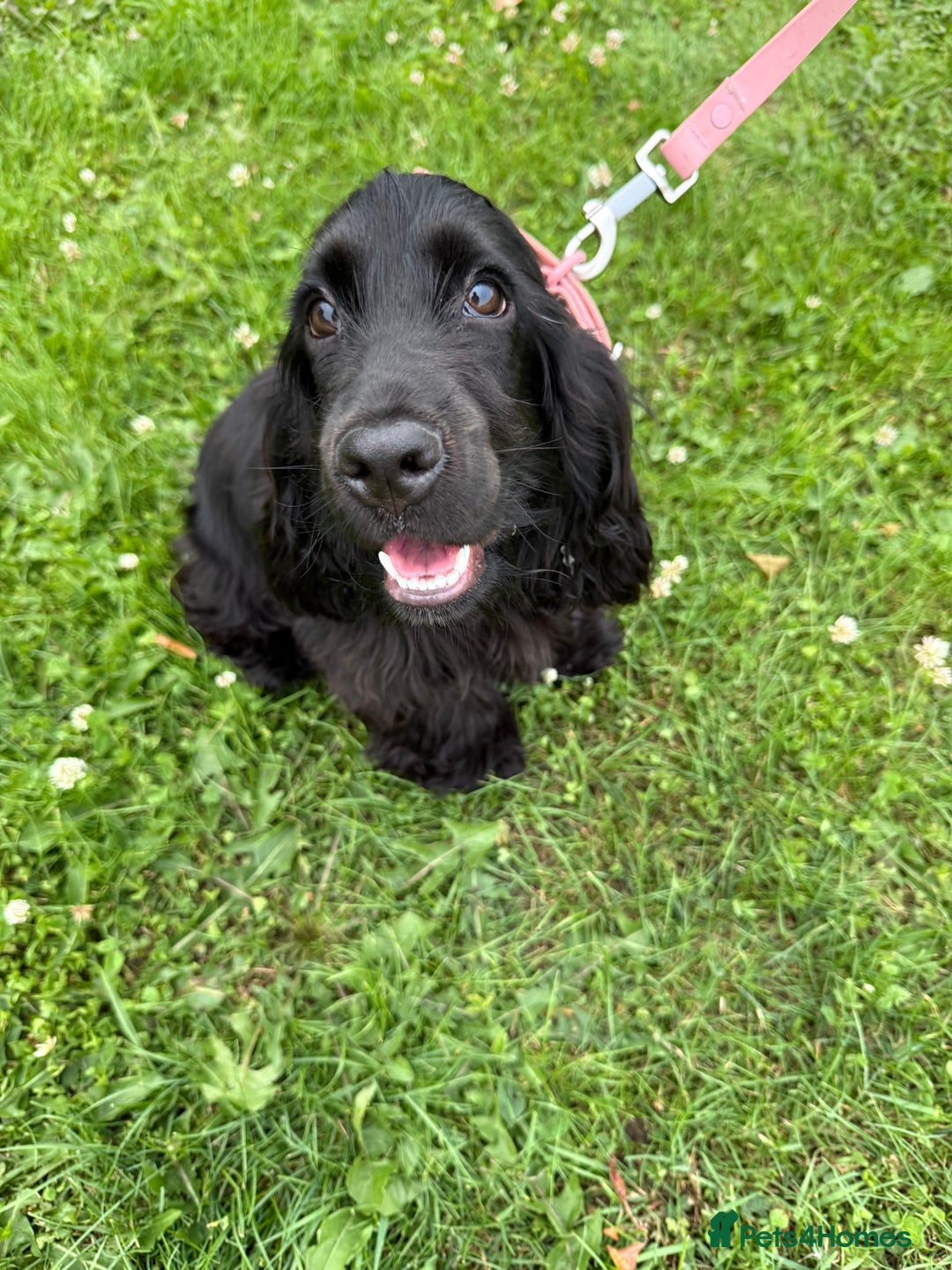 Cocker Spaniel dogs for sale: Stunning KC all black show cocker puppy - Image 1