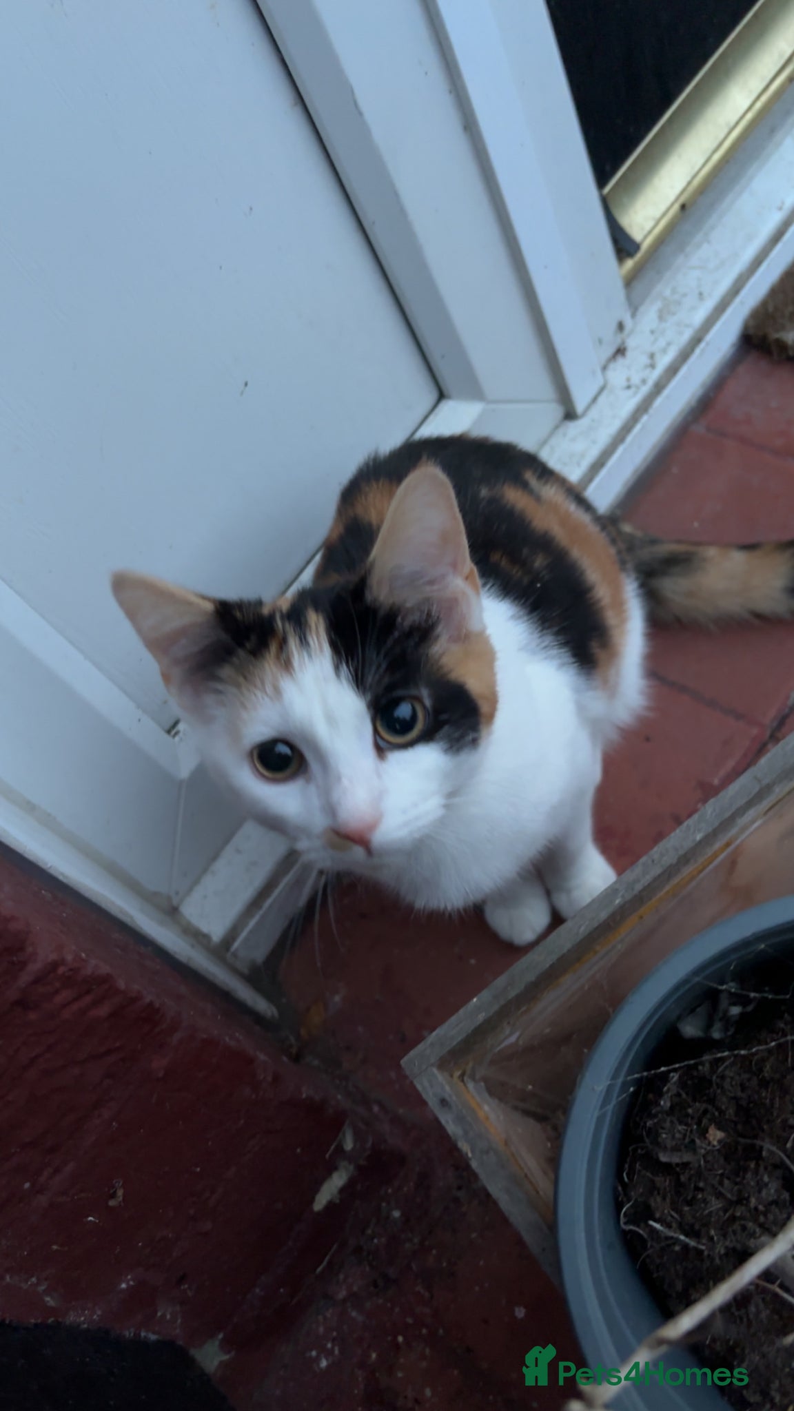 Mixed Breed cats Kittens  - Advert 14