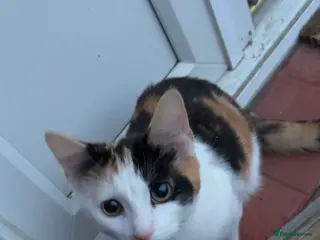 Mixed Breed cats Kittens - Advert 1