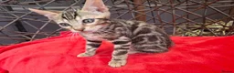 Bengal cats for sale: ❤️ Outstanding TICA Registered Bengal Kittens ❤️ - Advert 22