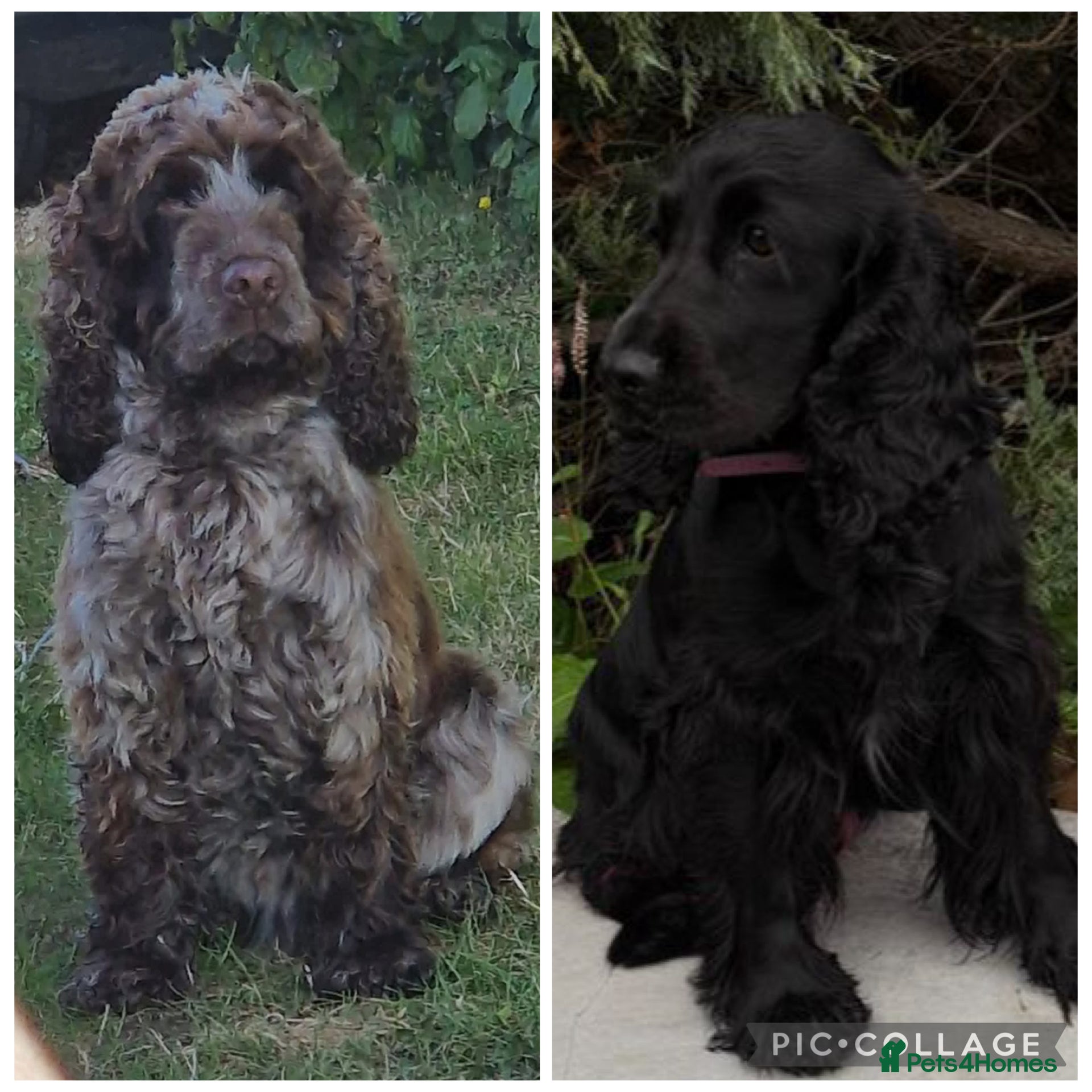 Cocker Spaniel dogs KC registered show type cocker spaniels  - Advert 3