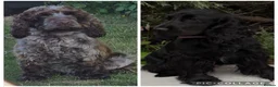 Cocker Spaniel dogs for sale: KC registered show type cocker spaniels  in Sheffield - Advert 1