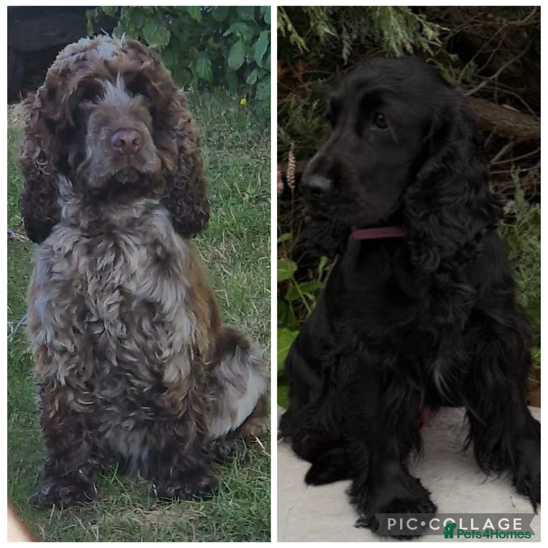 Cocker Spaniel dogs for sale: KC registered show type cocker spaniels  in Sheffield - Advert 1