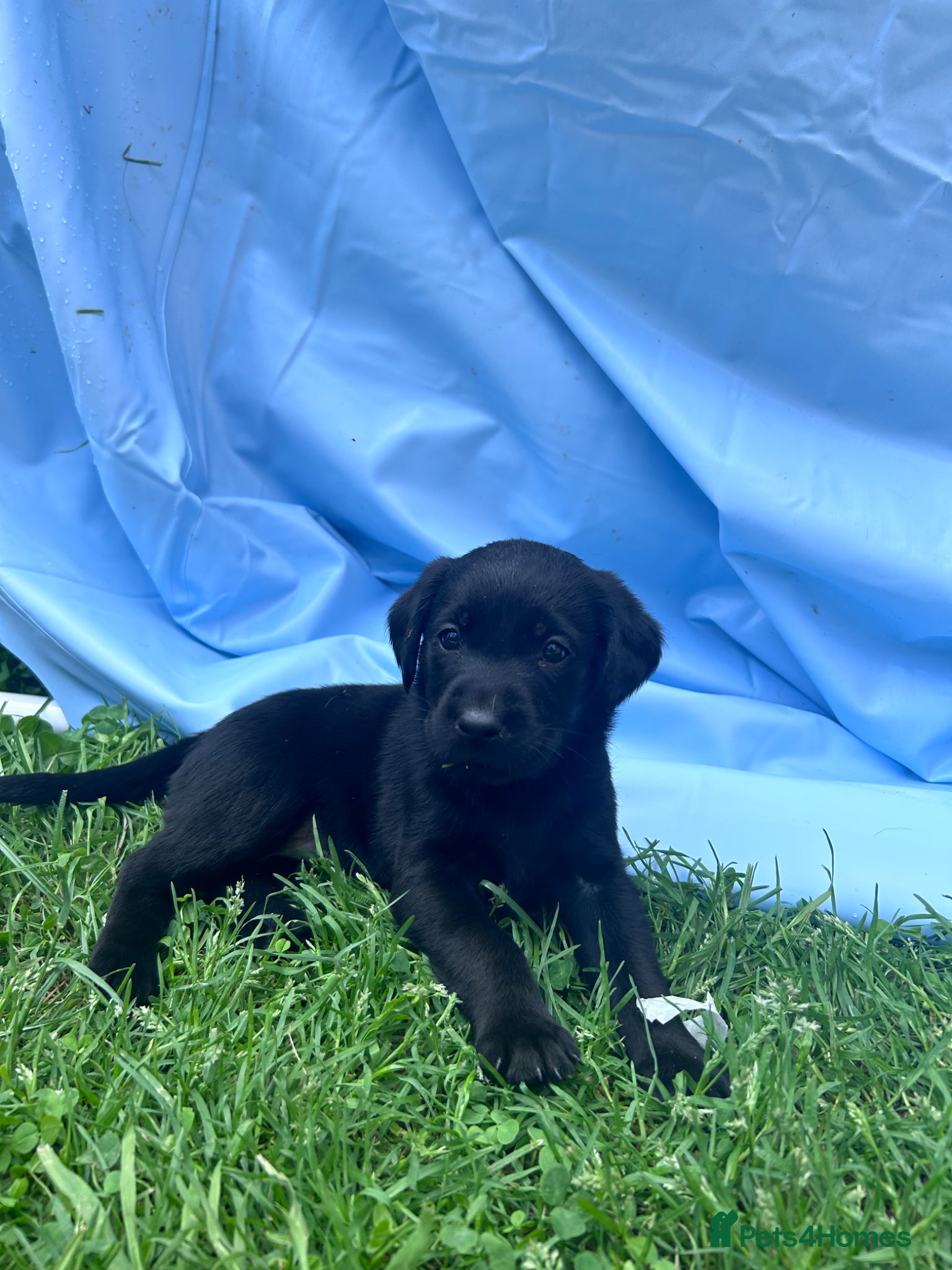 Labrador Retriever dogs for sale: Labrador puppies  - Advert 6
