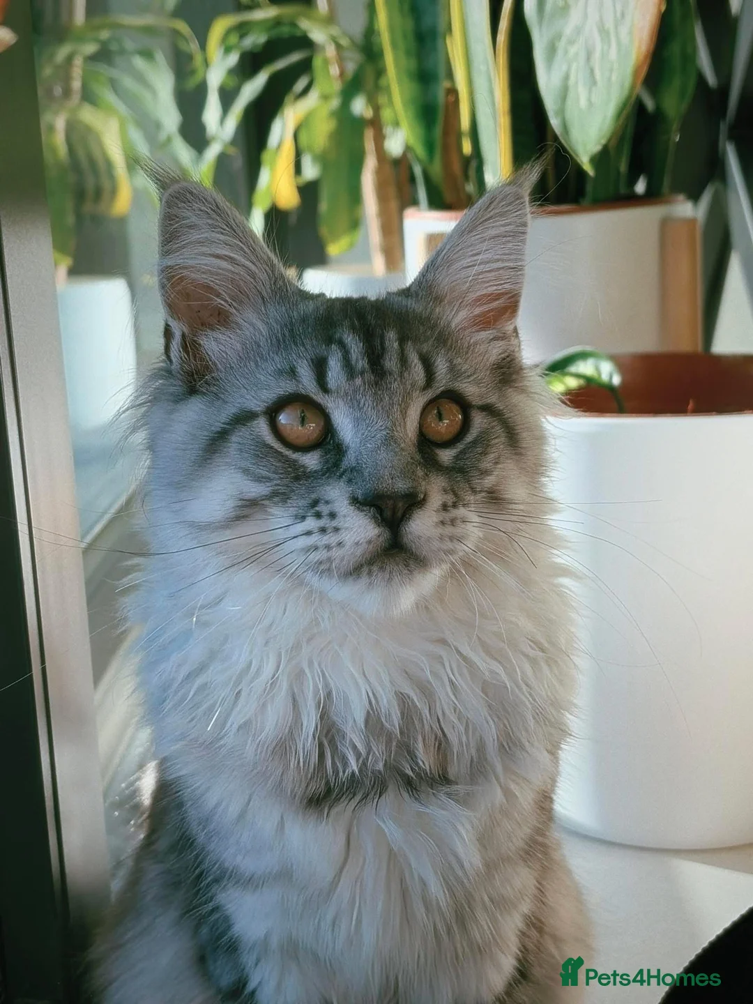 Maine Coon cats for stud: Silver Striped Male for STUD - Advert 13