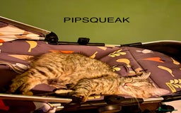 Mixed Breed cats for sale: Last little girl wanting forever home - Advert 3