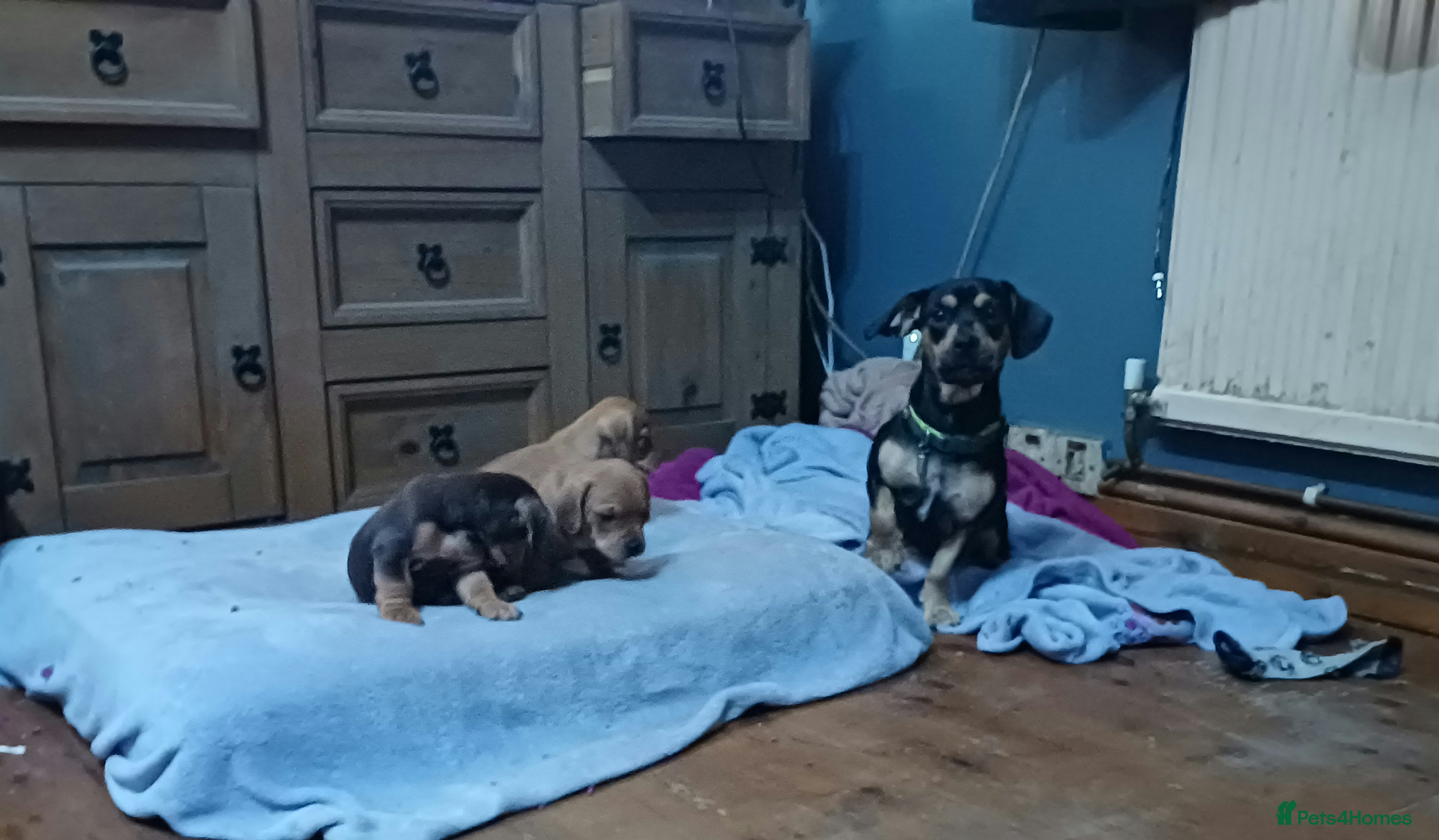 Mixed Breed dogs Miniature dachshund cross french bulldog - Advert 6