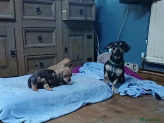 Mixed Breed dogs Miniature dachshund cross french bulldog - Advert 2