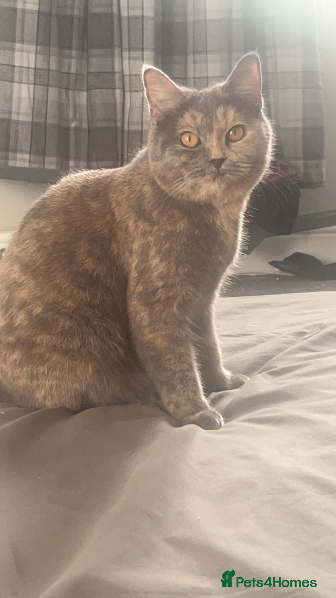 British Shorthair cats Tortie Female bsh  - Advert 1