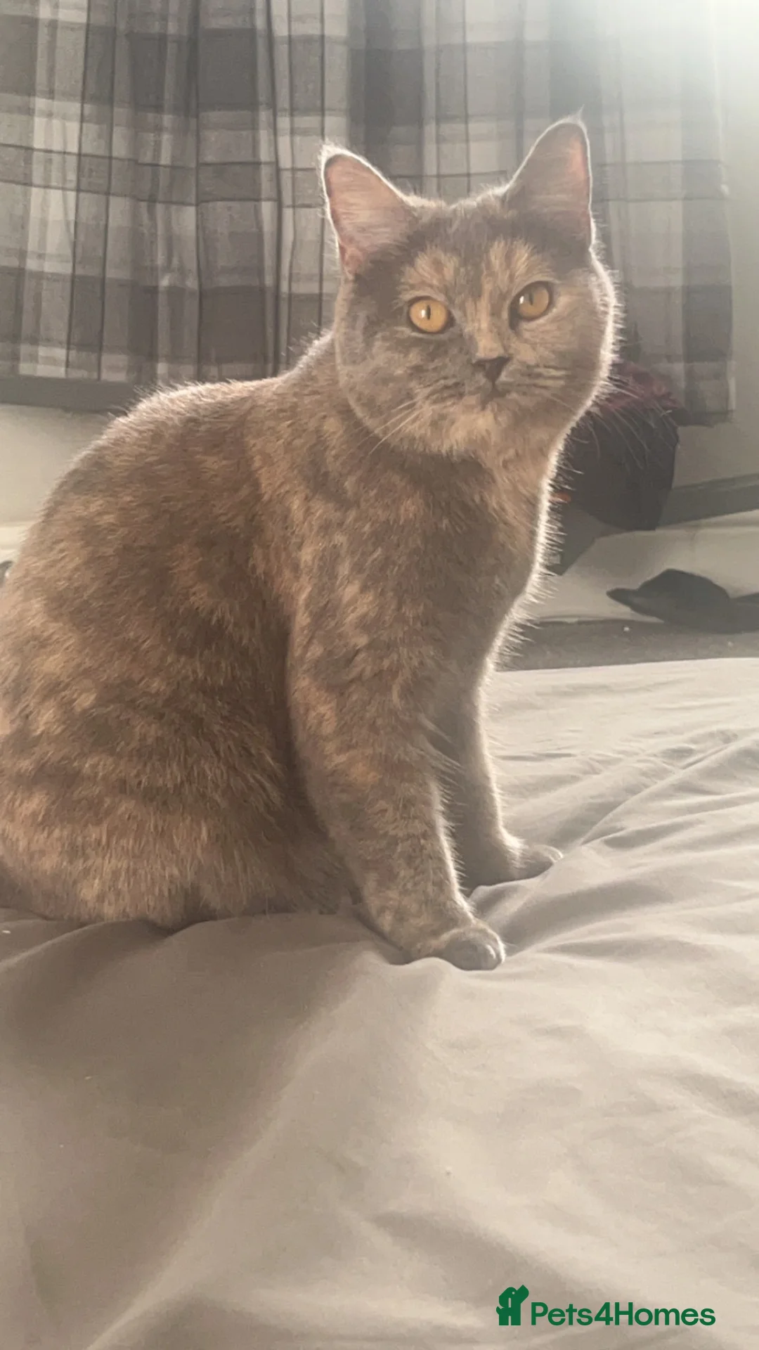 British Shorthair cats for sale: Tortie Female bsh  - Advert 1