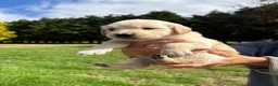 Golden Retriever dogs for sale: Beautiful chunky Golden Retriever puppies for sale in Welshpool - Advert 12