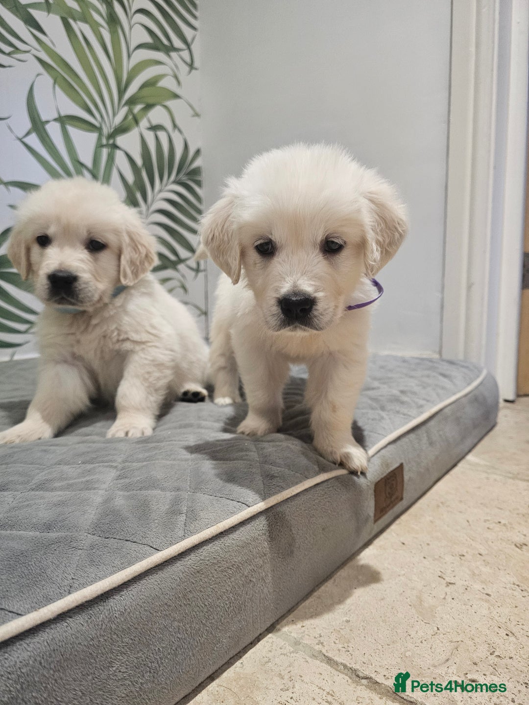 Golden Retriever dogs for sale: Extensively Health Tested English Cream Puppies - Advert 28