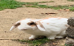 French Lop rabbits for sale: Female rabbit for sale - Image 7