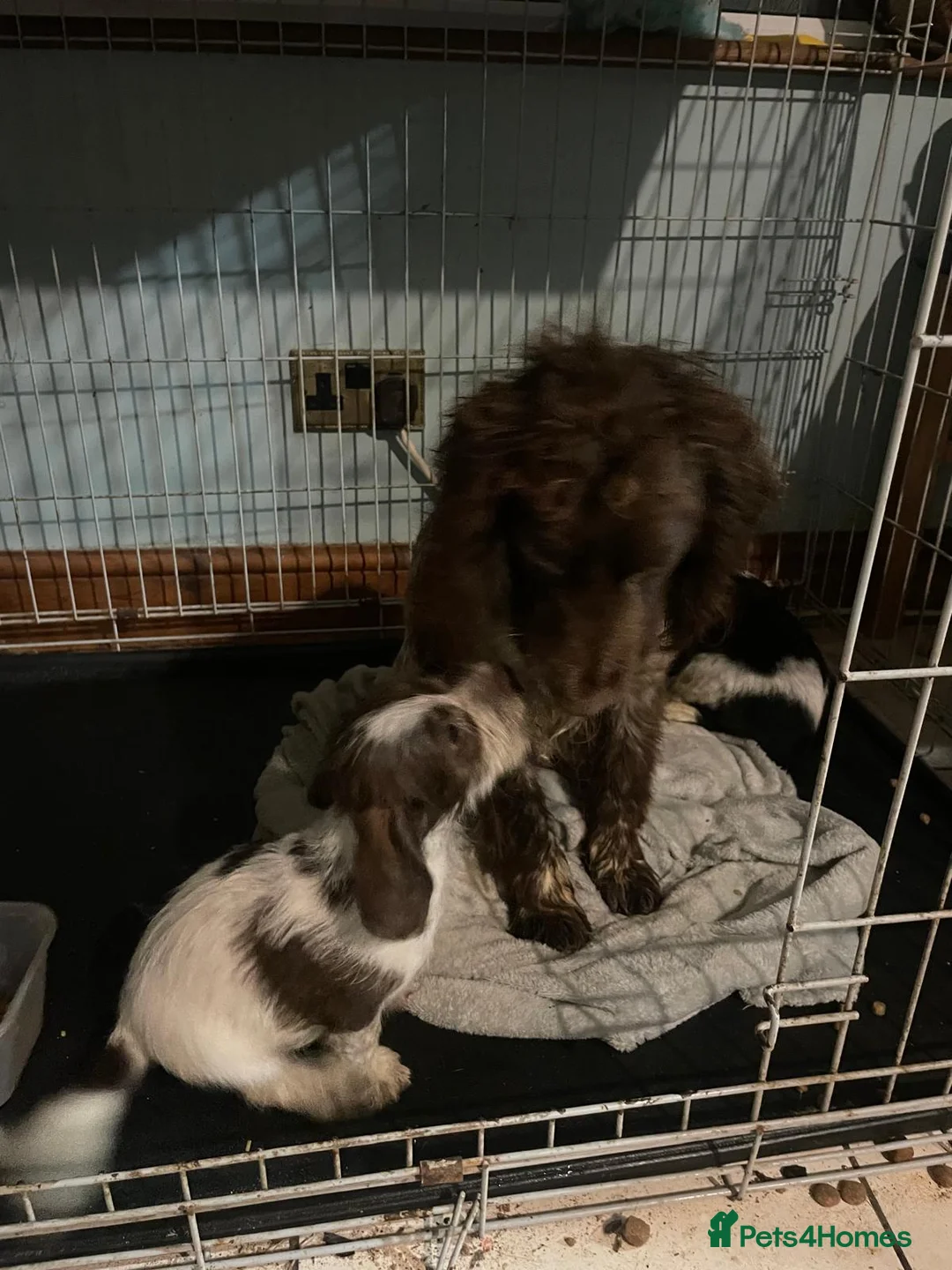 Cocker Spaniel dogs for sale: Cocker spaniel  in Portsmouth - Advert 3