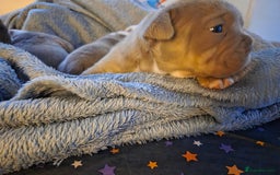 English Bulldog dogs for sale: Beautiful New english bulldogges  - Image 24