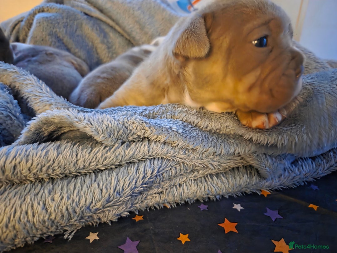 English Bulldog dogs for sale: Beautiful New english bulldogges  - Image 24