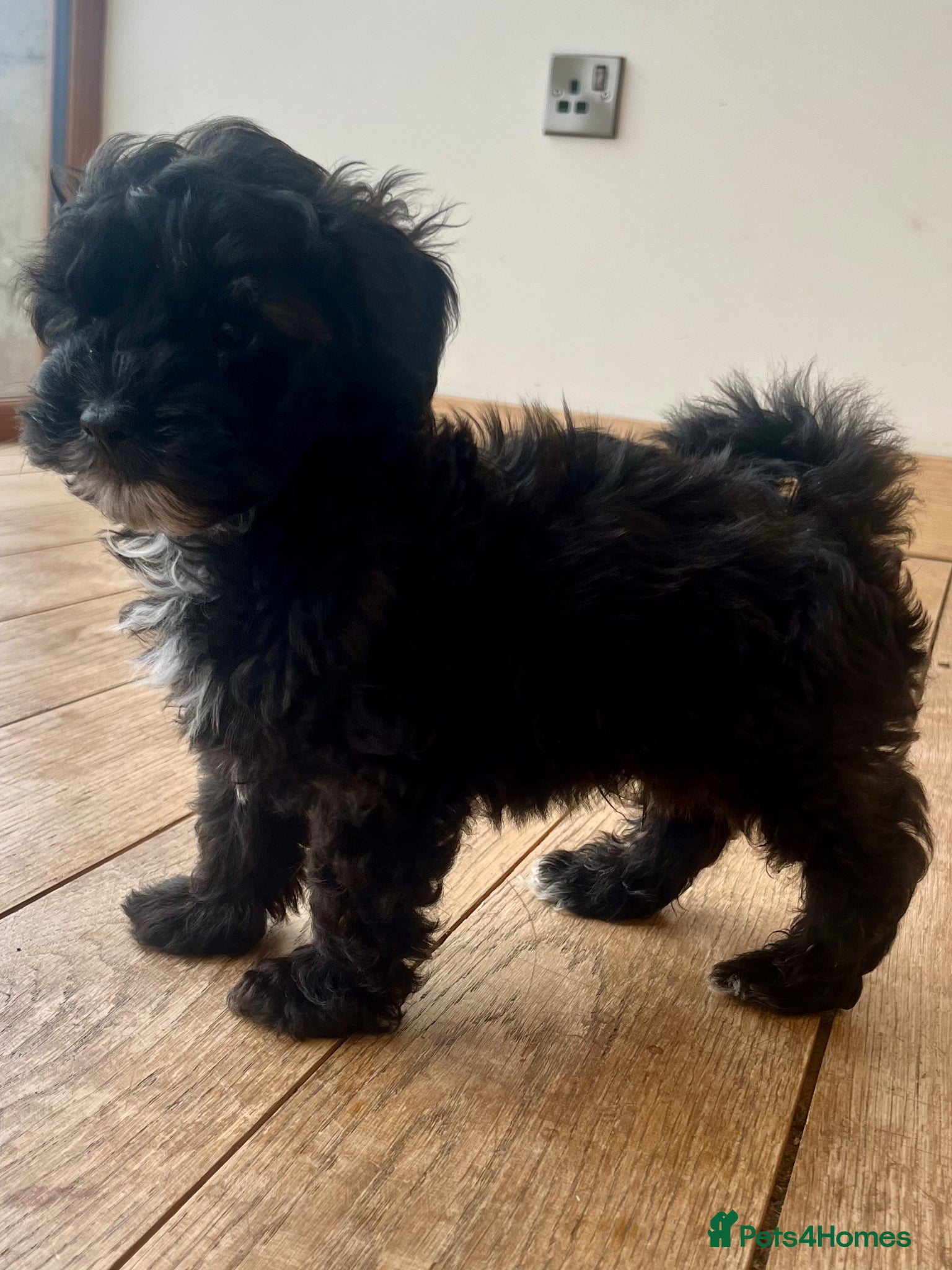 Shihpoo dogs Imperial shihtzu x toy poodle puppies   - Advert 3