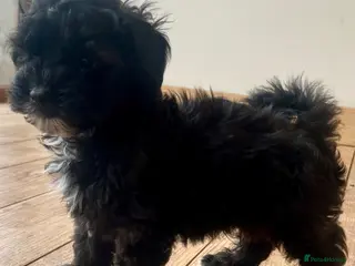 Shihpoo dogs Imperial shihtzu x toy poodle puppies - Advert 3