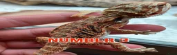Bearded Dragon reptiles for sale: Last Few Baby Bearded Dragons For Sale! - Advert 6