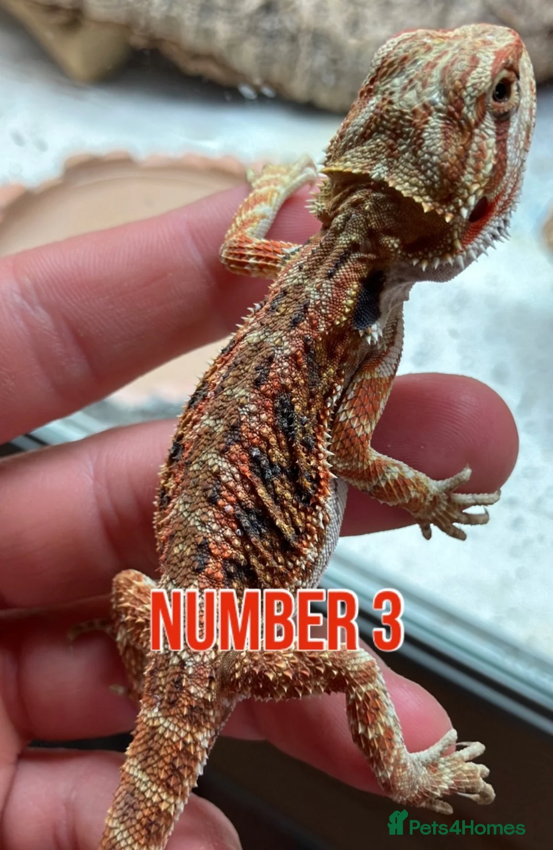 Bearded Dragon reptiles for sale: Last Few Baby Bearded Dragons For Sale! - Advert 6