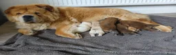 Chow Chow dogs for sale: Chow Chow puppies for sale - Advert 2
