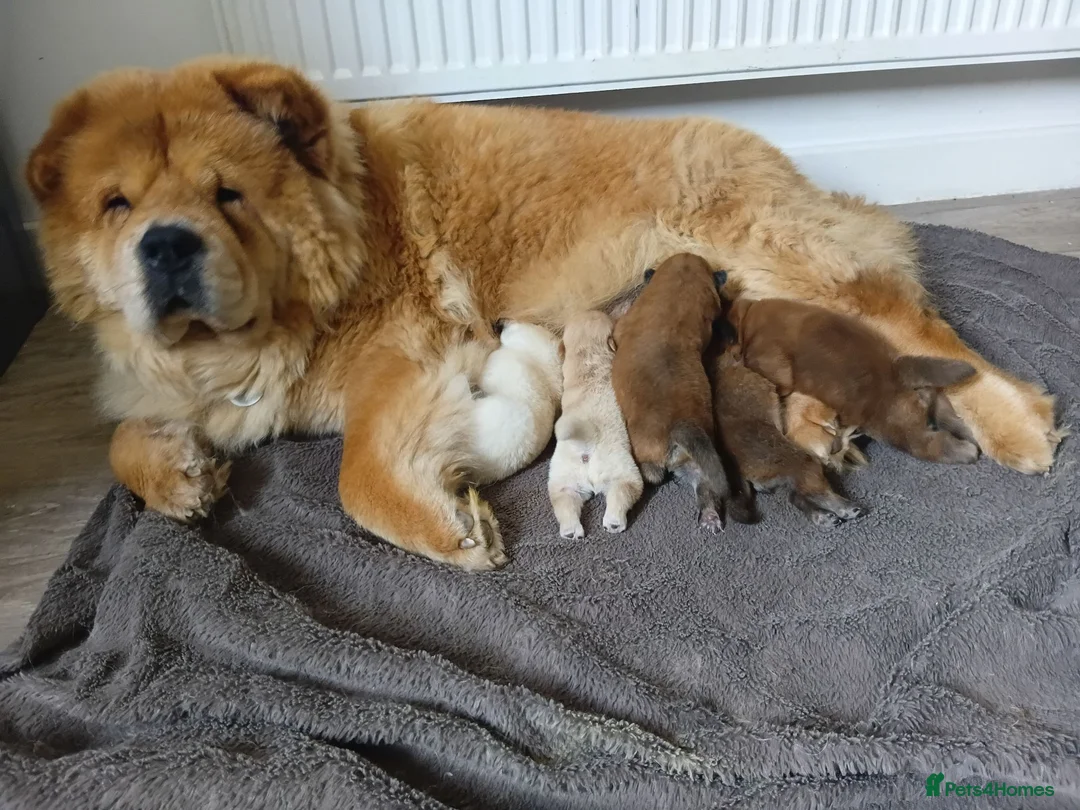 Chow Chow dogs for sale: Chow Chow puppies for sale - Advert 2