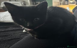 Mixed Breed cats for sale: 2 stunning girls - Image 3