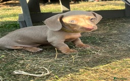 Miniature Dachshund dogs for sale: Miniature Dachshund Isabella Tan Short Soft Coat - Image 6