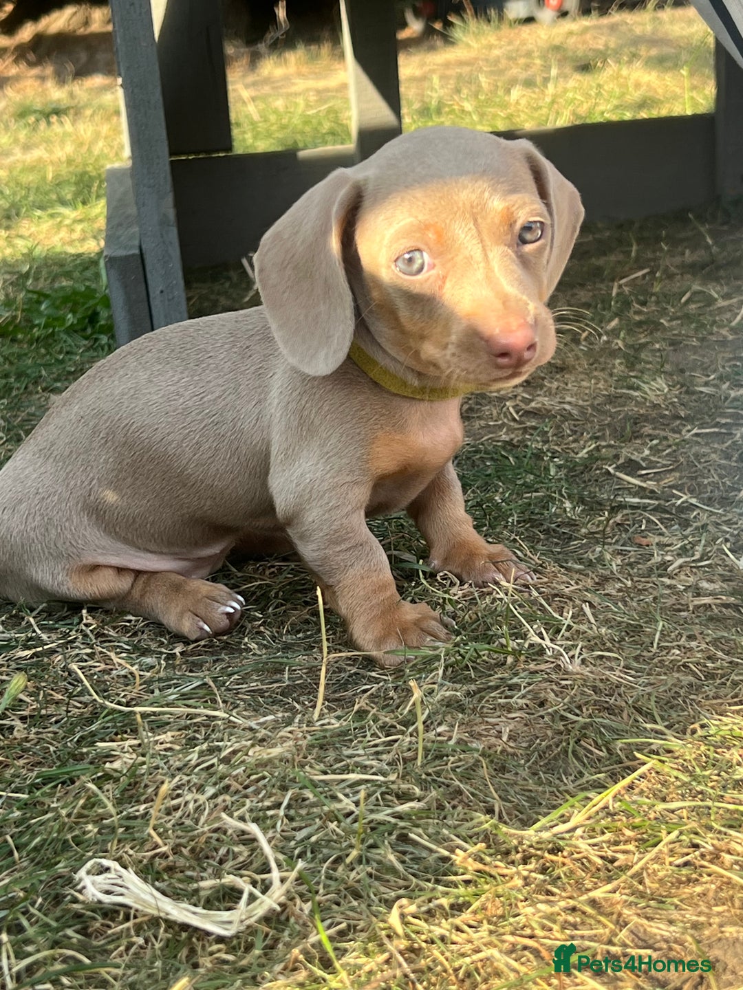 Miniature Dachshund dogs for sale: Miniature Dachshund Isabella Tan Short Soft Coat - Image 6