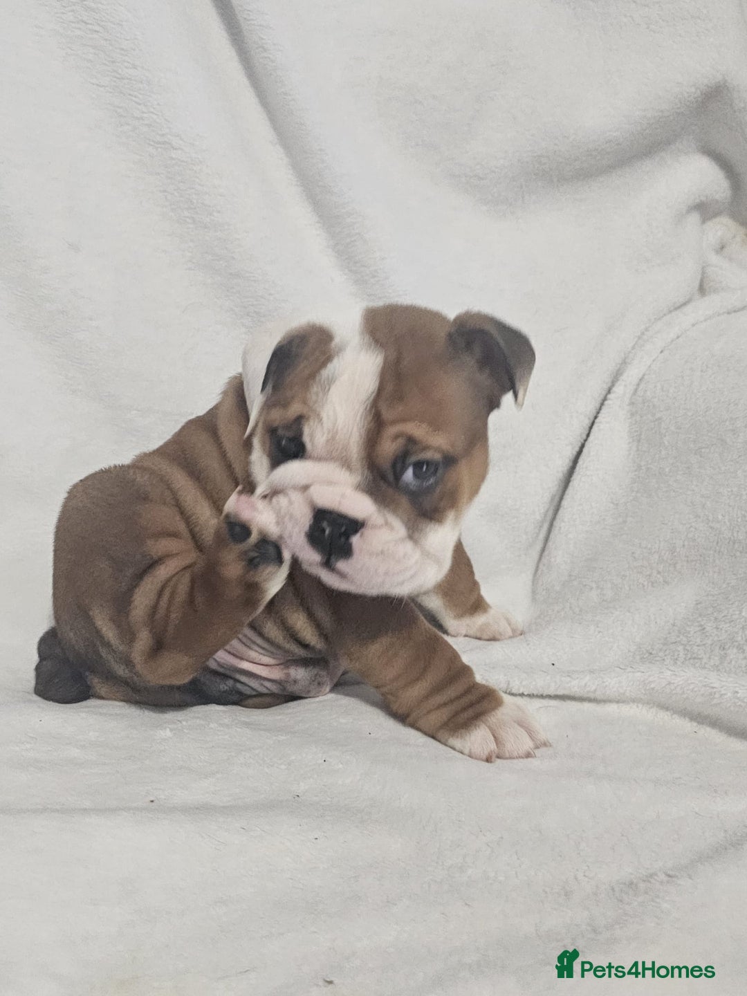 English Bulldog dogs for sale: Champion English bulldogs - Image 18